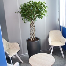 Фикус Бенджамина