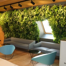 Зеленая стена в офисе