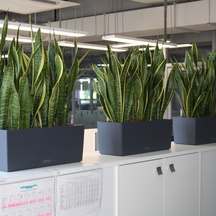 Сансевиерия Лауренти