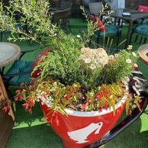 Фитодизайн летней веранды