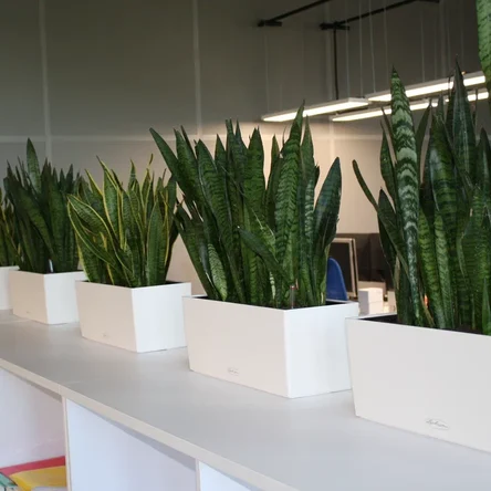 Фитодизайн офисов