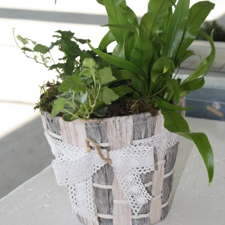 Фитокомпозиция