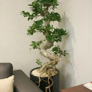 Фитодизайн апартаментов, квартир