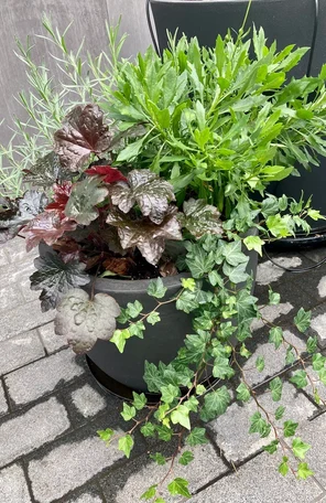 Контейнерное озеленение