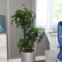 Драцена Компакта Дорадо