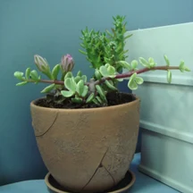 Фитокомпозиция