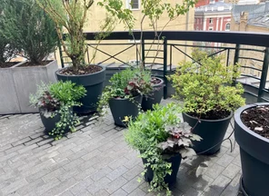 Контейнерное озеленение