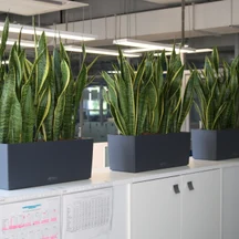 Сансевиерия Лауренти