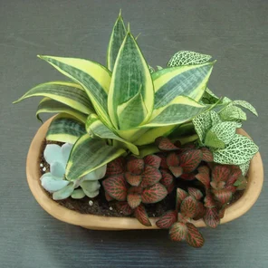 Пересадка горшечных растений