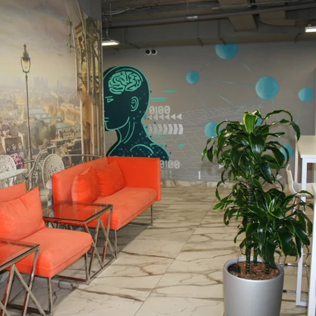 Драцена Компакта Дорадо