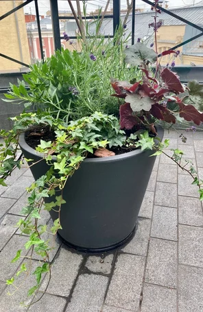 Озеленение террасы