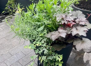 Контейнерное озеленение